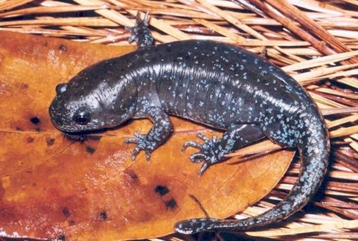 <p>Ambystoma talpoideum</p>