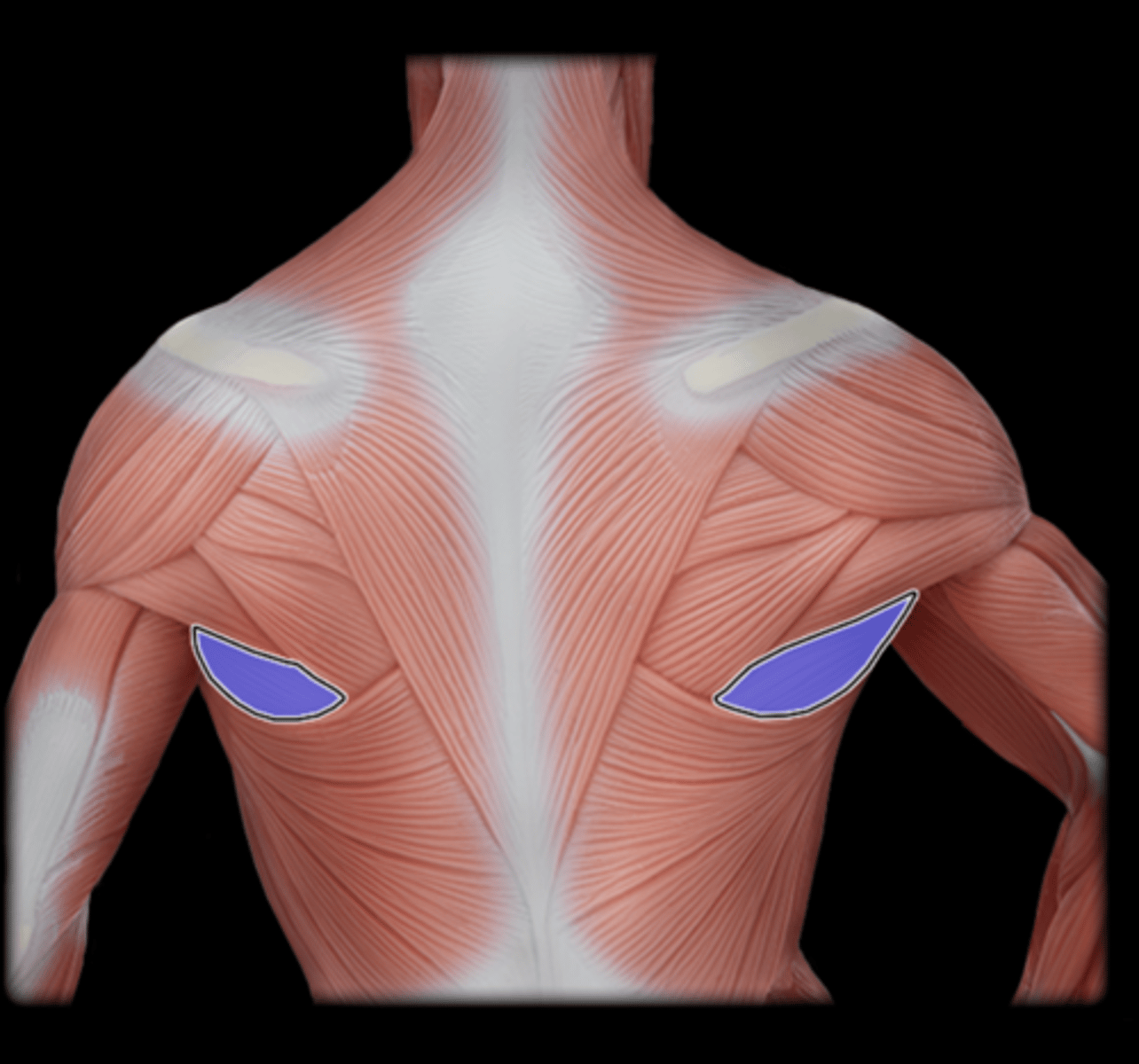 <p>What Muscle Is Highlighted?</p>