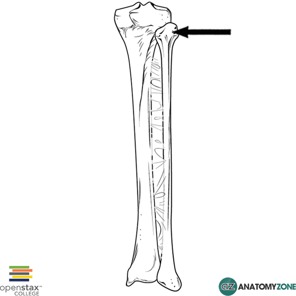 <p>Fibula: Bone Location</p>