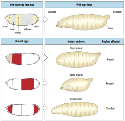 <p>The segmentation gene cascade proceeds as follows: </p><ol><li><p><strong><u>Maternal genes:</u></strong> Establish broad anterior-posterior (A-P) and dorsal-ventral (D-V) gradients of morphogens (e.g., Bicoid protein in the anterior). They lay down the initial coordinates. </p></li><li><p><strong><u>Gap genes:</u></strong> Activated by maternal gene products. They are expressed in broad, overlapping domains along the A-P axis, dividing the embryo into several large regions. </p></li><li><p><strong><u>Pair-rule genes:</u></strong> Activated by combinations of maternal and gap gene proteins. They are typically expressed in seven transverse stripes, establishing parasegmental boundaries. </p></li><li><p><strong><u>Segment polarity genes:</u></strong> Activated by pair-rule gene products. They are expressed in a strip of cells within each parasegment and refine the segment boundaries and establish polarity within each segment.</p></li></ol><p></p>