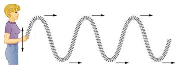 <p>disturbances (or vibrations) are perpendicular to the direction of the wave </p>