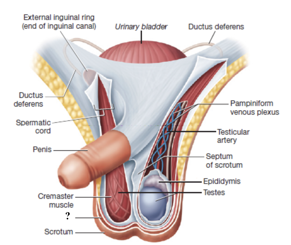 <p>smooth muscle in the scrotum that contracts in response to cold temperatures to help converse heat</p><p></p>
