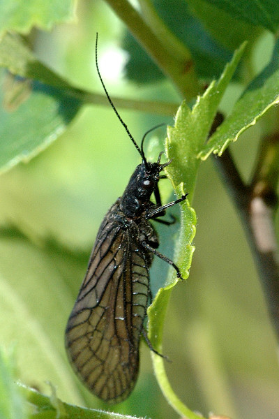 <p>střechatka</p>