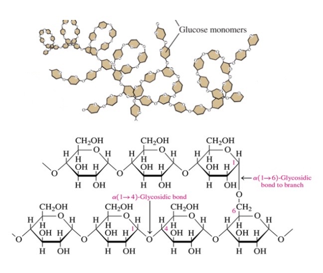\-80% of starch 

\-glucose molecules connected by a-1,4 and a-1,6 glycosidic bonds