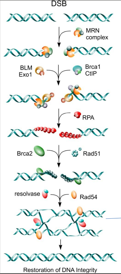<p>ATM then activates EXO1 nuclease and helicase to resect the damaged nuclides</p>
