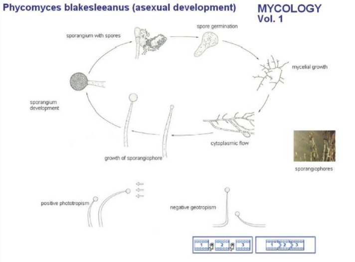 <p>The possession, within a single organism, of the resources to reproduce sexually; i.e., having male and female reproductive structures on the same thallus.</p><ul><li><p>Homothallic fungi are self-fertile: they can sexually reproduce in a culture derived from a single spore or cell. </p></li></ul>