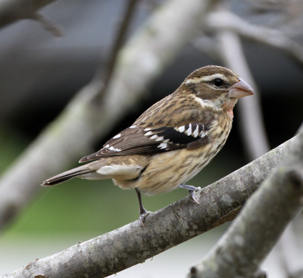 <p>What is this bird?</p>