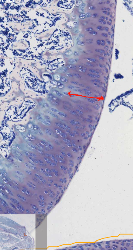 <ol start="9"><li><p>What type of tissue is found here</p></li></ol><p></p>