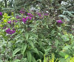 <p>Ironweed</p>