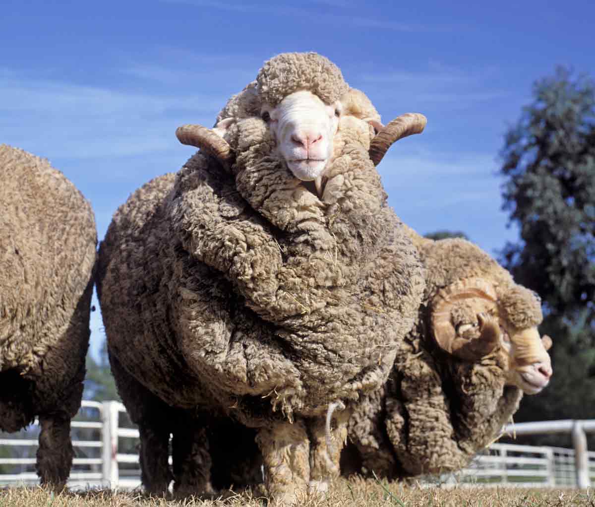 <p>A medium-sized sheep with white fleece that originated in Spain</p>