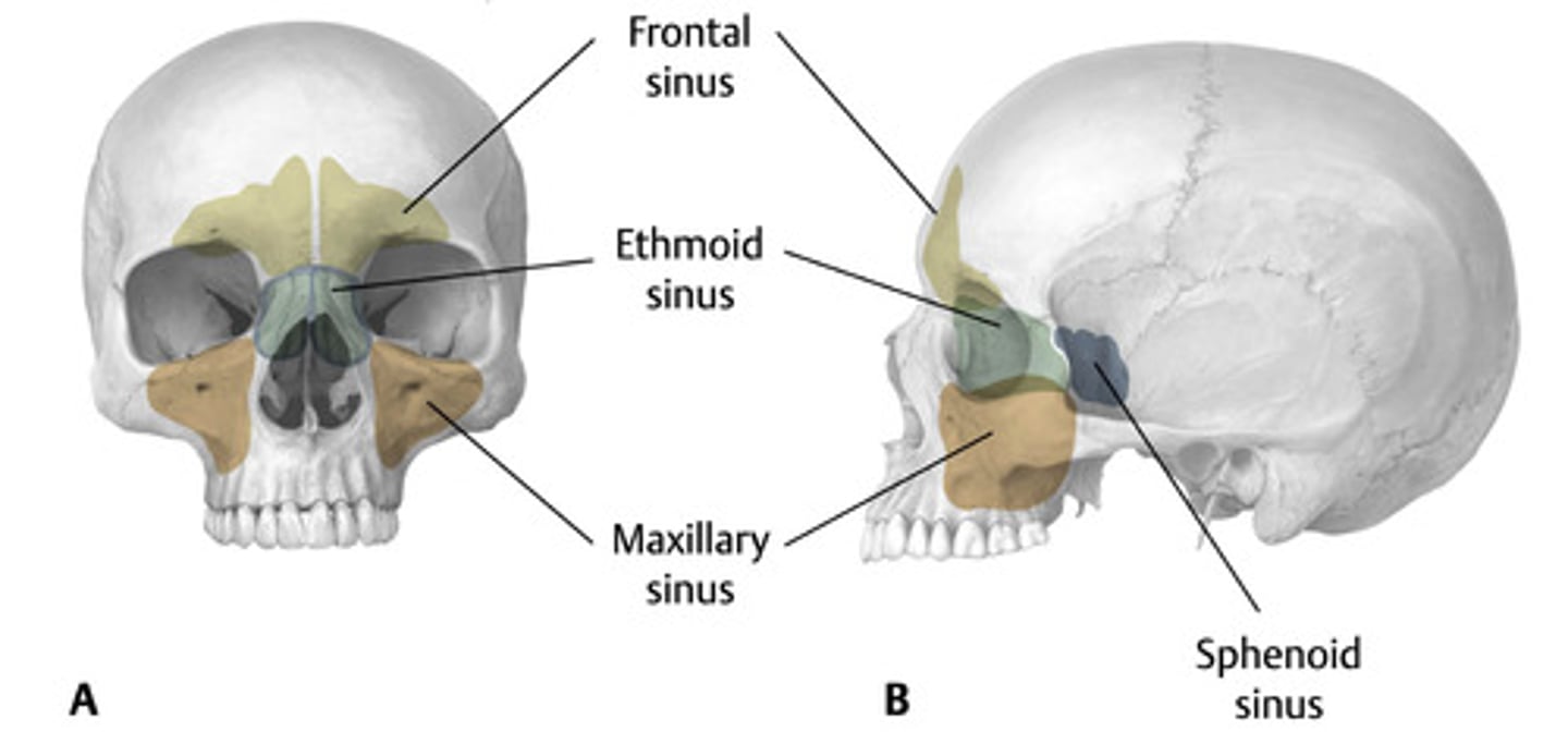 <p>- frontal sinus</p><p>- ethmoid sinus</p><p>- sinus</p><p>- sphenoid sinus</p>