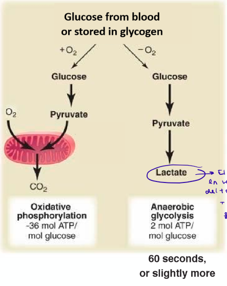 <p>El músculo tiene una pequeña reserva de ATP que al cabo de 6 segundos se acaba. Se puede regenerar de tres maneras:</p><ul><li><p><strong>Fosforilación directa del ADP por creatina fosfato: </strong></p><ul><li><p>La creatina es una molécula del músculo que se puede fosforilar.</p></li><li><p>Se puede regenerar el ADP → ATP con los fosfatos de la creatina (es un reservorio de fosfatos).</p></li><li><p>Da energía para contraer el músculo por 15 segundos más.</p></li></ul></li><li><p><strong>Glucólisis anaeróbica </strong>→ gasto de glucosa, más rápido pero menos eficiente</p><ul><li><p>Esfuerzos rápidos y cortos</p></li><li><p>Da energía para 60 segundos</p></li></ul></li><li><p><strong>Respiración aeróbica </strong>→ gasto de glucosa, menos rápido pero más eficiente</p><ul><li><p>Esfuerzos más largos y sostenidos</p></li></ul></li></ul><p></p>
