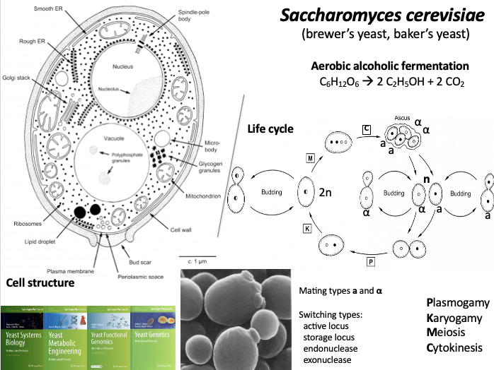 <ul><li><p>Able to carry out aerobic fermentation in anaerobic conditions</p></li><li><p>First eukaryotic genome that was sequenced<span> </span></p></li><li><p>Diploid cell (bigger than haploid cells) can go through budding and produce daughter cells (4), then the mother cell bursts and the daughter cells are released</p></li><li><p>-> the daughter cells can go through asexual budding and make more copies of themselves, when they detect each other they become sticky so male and female cells stick together<span> </span></p></li><li><p>Mating type switching - the mother cell releases a daughter cell with the same mating type as the mother, the mother cell then switches mating type so that it can mate with the daughter cell just produced<span> </span></p></li><li><p>Endonuclease cuts off the active locus and exonucelus destroys it and the mother is then able to switch mating types</p></li><li><p>Mating types - are either a or alpha<span> </span></p></li><li><p>Can only switch mating types after you bud off the daughter cell<span> </span></p></li></ul><p></p>