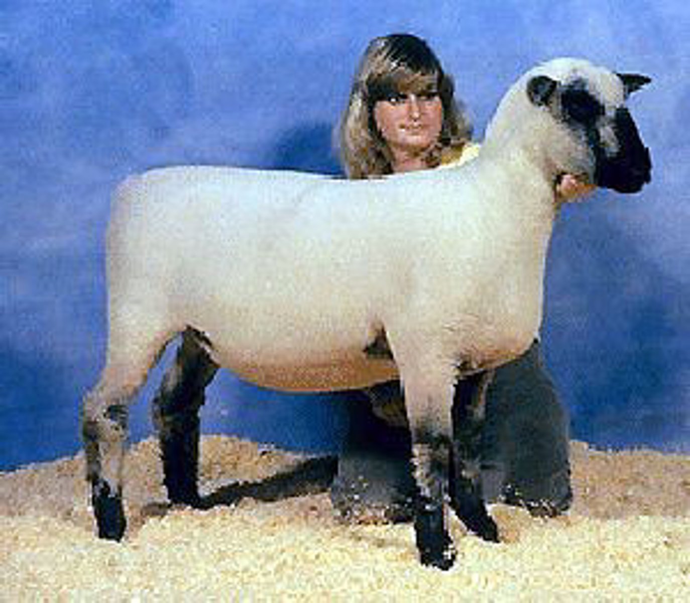 <p>basically smaller hampshire</p><p>more face cover</p><p>potential wool blindness</p><p>fairly irrelevant</p>