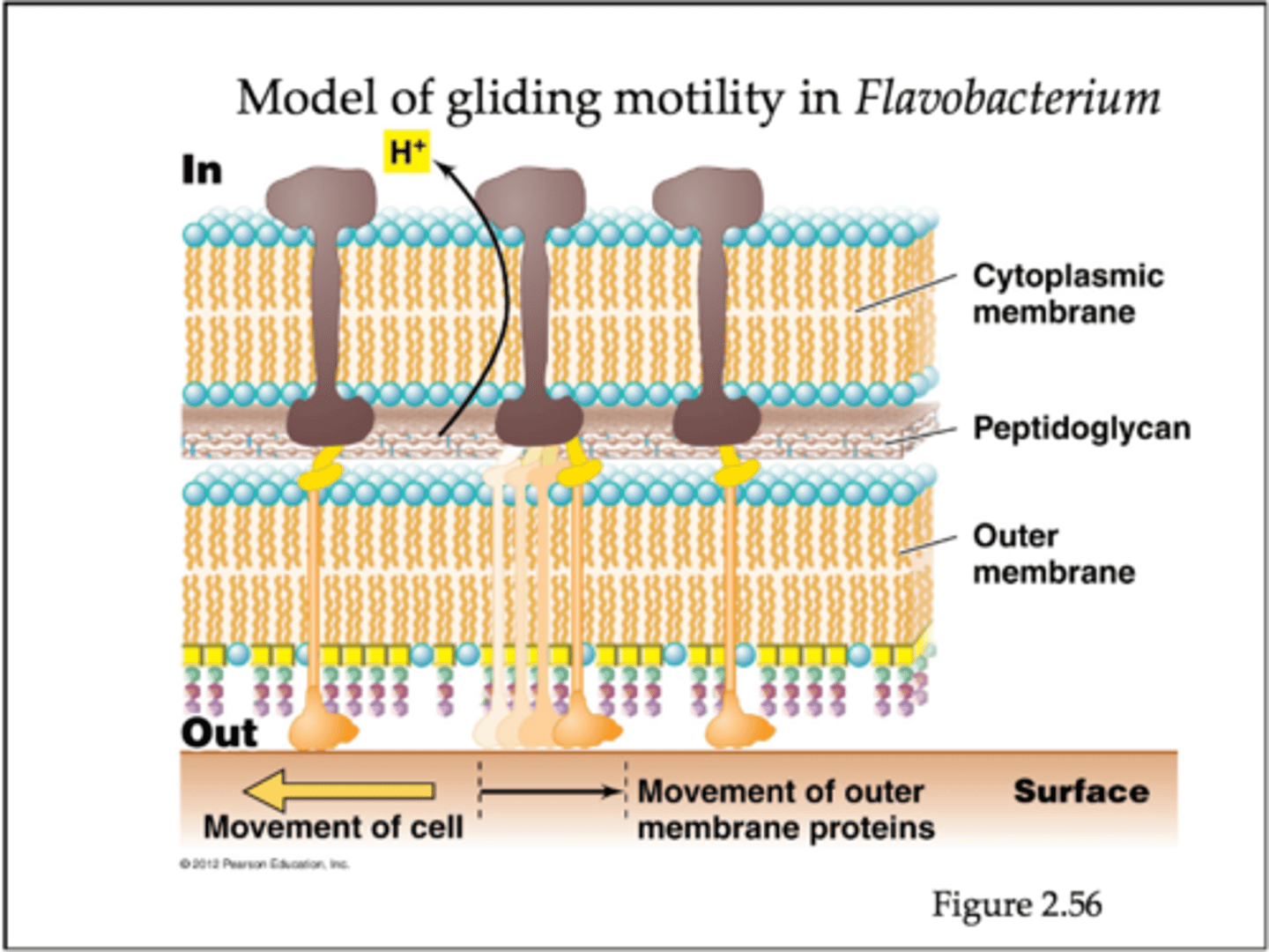 <p>Smooth and varies in rate.</p><p>Exhibited by bacteria that do not require the use of flagella.</p><p>It does require that the cells be in contact with a solid surface.</p><p>Some cells rely on slime propulsion (from extracellular slime layer), where secreted slime propels the cell forward.</p><p>Other cells rely on surface layer proteins to pull the cell forward along peptidoglycan layer.</p>