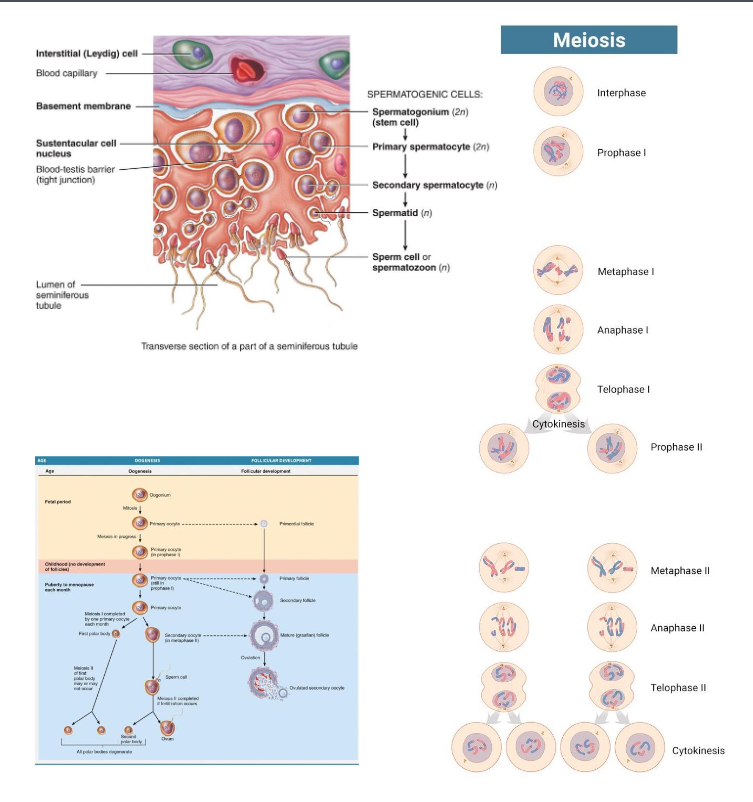 <p><span style="color: rgb(0, 0, 0);"><span>Homologous Chromosomes</span></span></p><p><span style="color: rgb(0, 0, 0);"><span><br>- Sister Chromatid</span></span></p><p></p><p><span style="color: rgb(0, 0, 0);"><span>• Spermatogenesis: Continuous<br>• Oogenesis: Cyclical and have arrest point:</span></span></p><p><span style="color: rgb(0, 0, 0);"><span>1) Prophase I</span></span></p><p><span style="color: rgb(0, 0, 0);"><span>2) Metaphase II</span></span></p>
