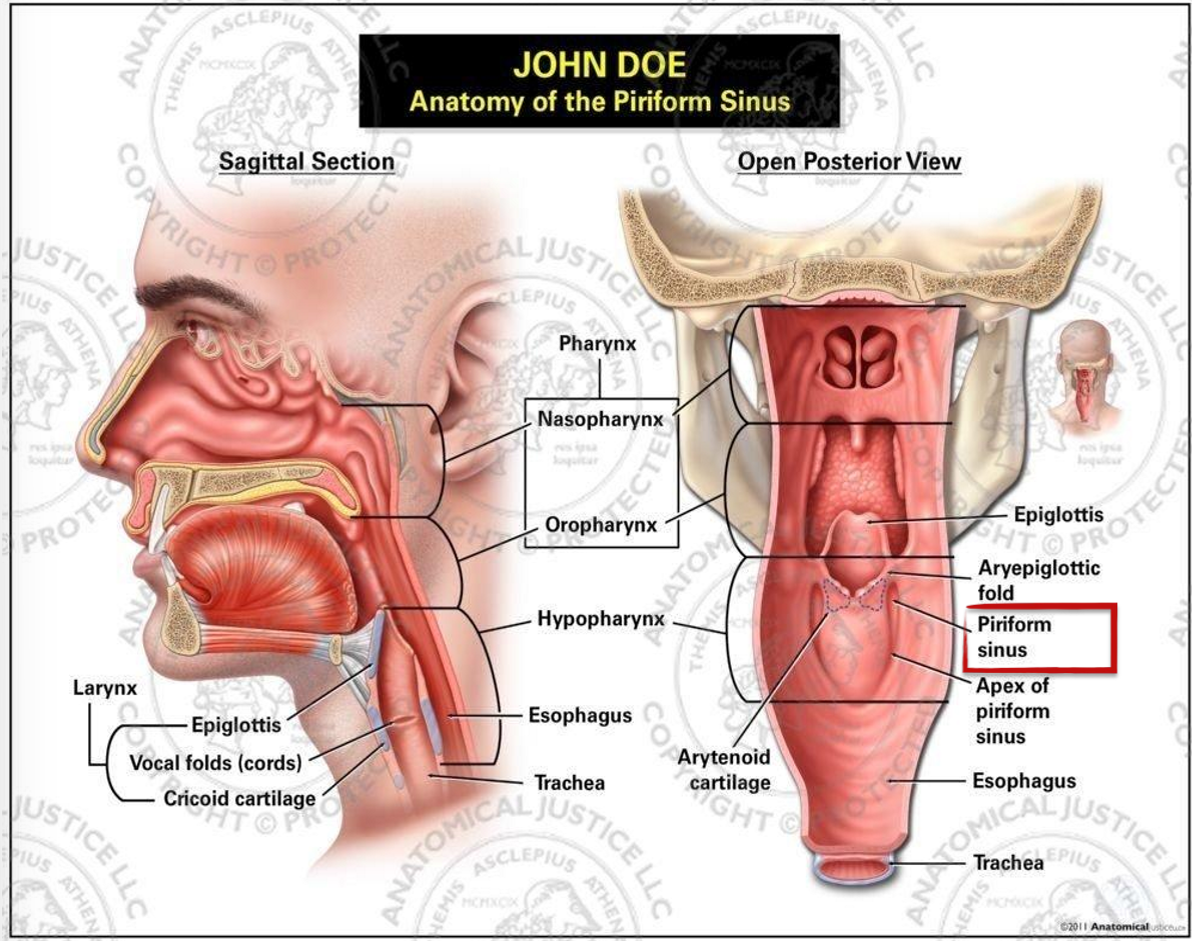 <p>what are the three anatomical regions of the hypopharynx?</p>