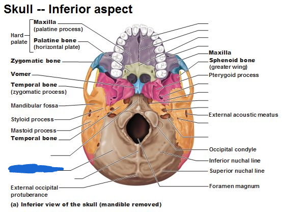 <p>occipital bone (inferior view)</p>