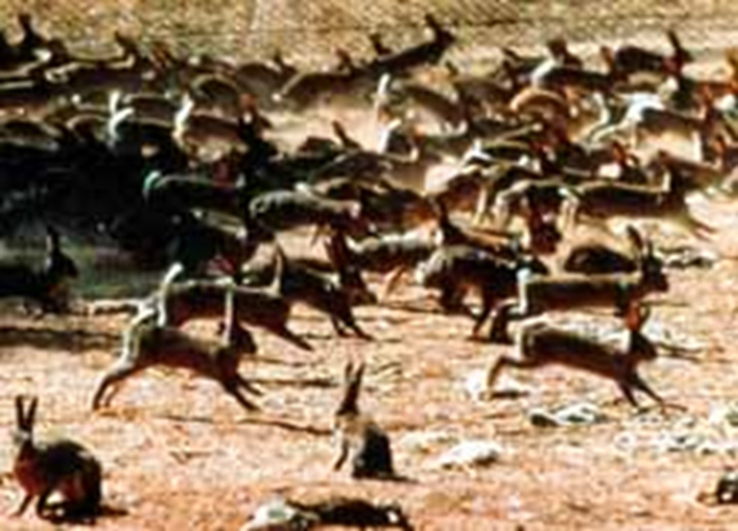 <p>A group of similar organisms that can breed and produce offspring.</p>