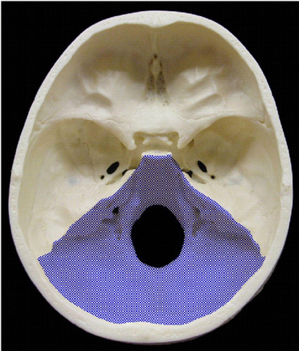<p>contains the cerebellum</p>