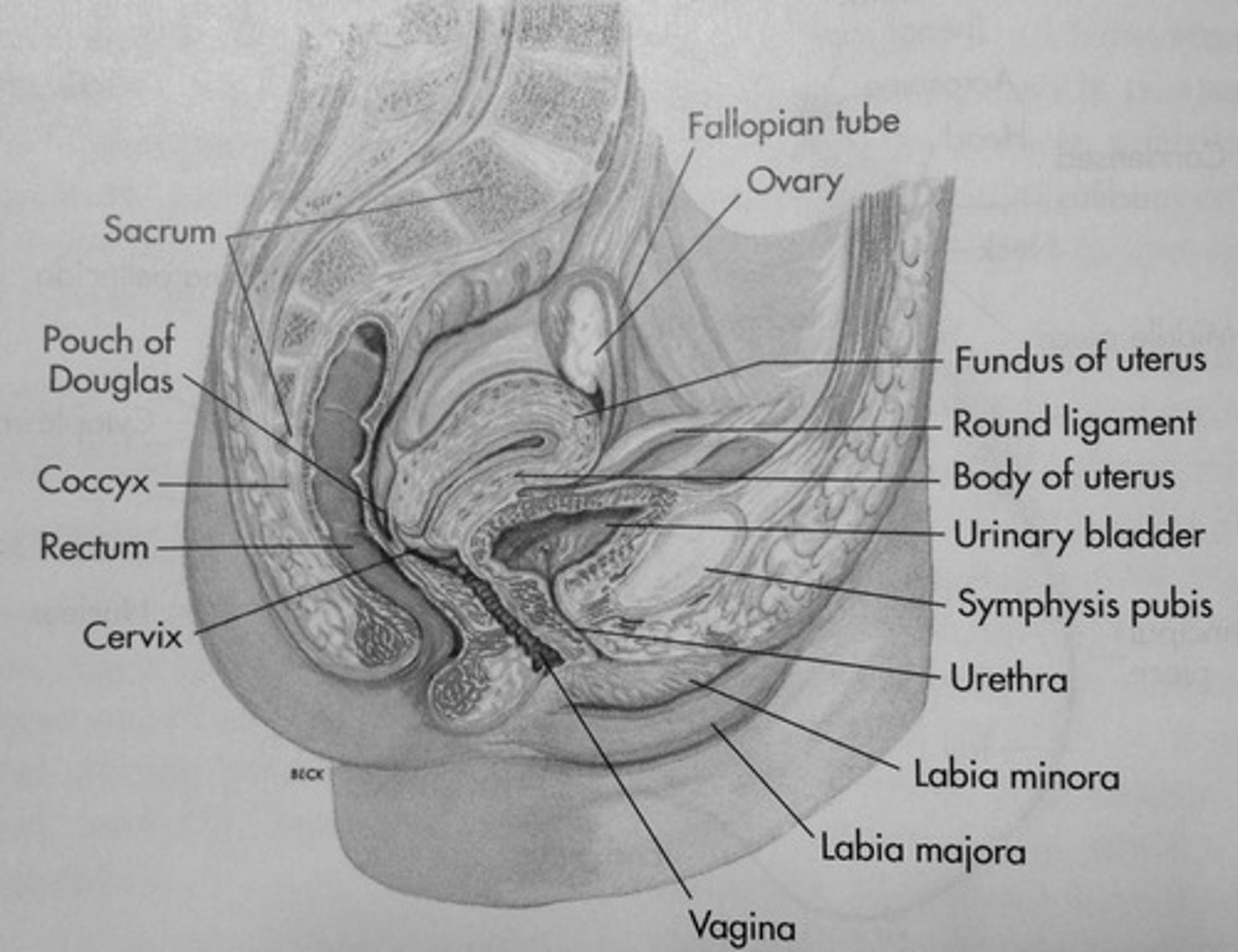 <p>ovaries</p><p>fallopian tubes</p><p>uterus</p><p>cervix</p><p>vagina</p><p>labia majora</p><p>labia minora</p><p>clitoris</p>