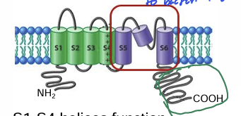 <p>S1-S4 helices function as _______________</p>