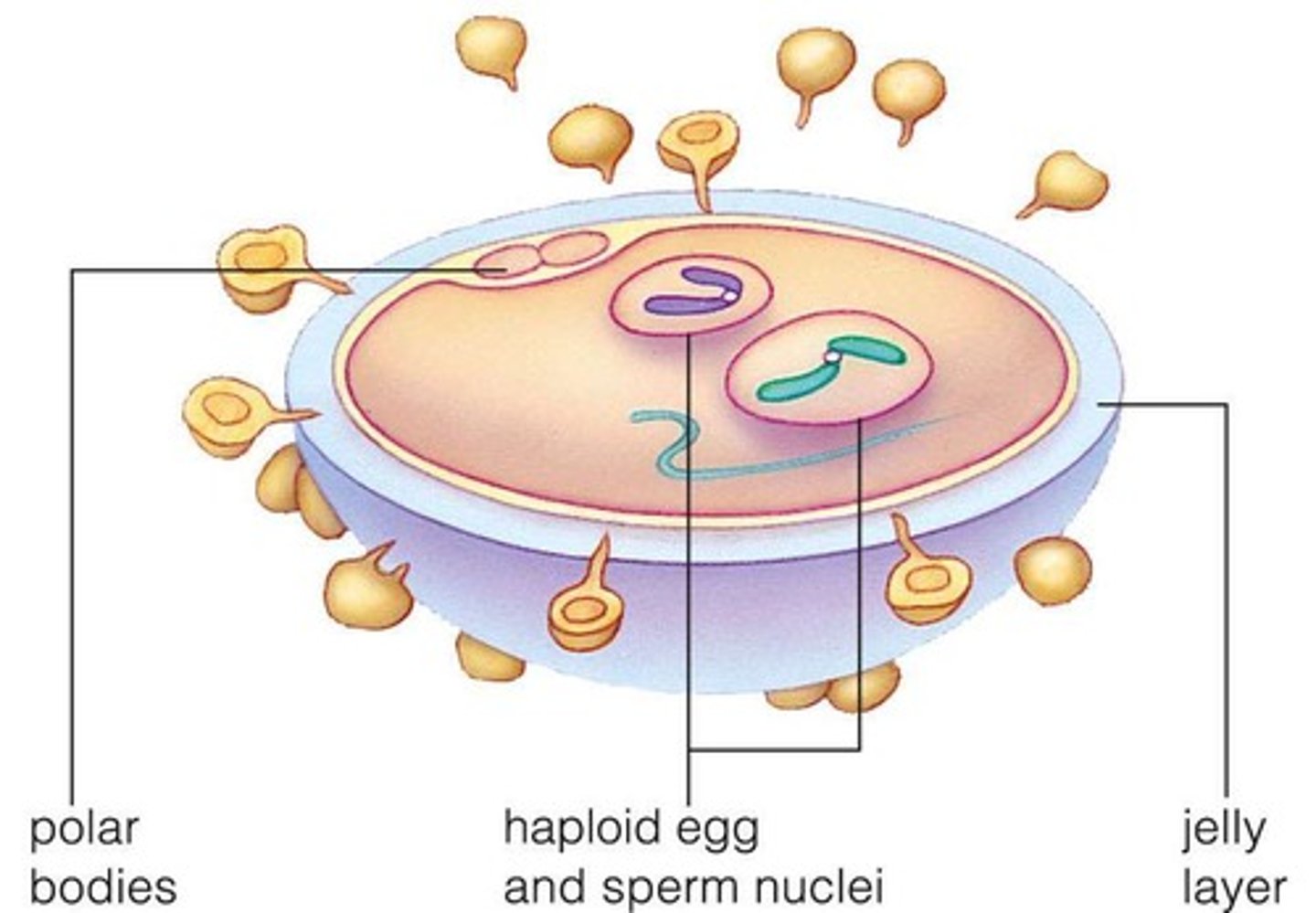 <p>Fertilized egg forming from sperm and egg nuclei.</p>