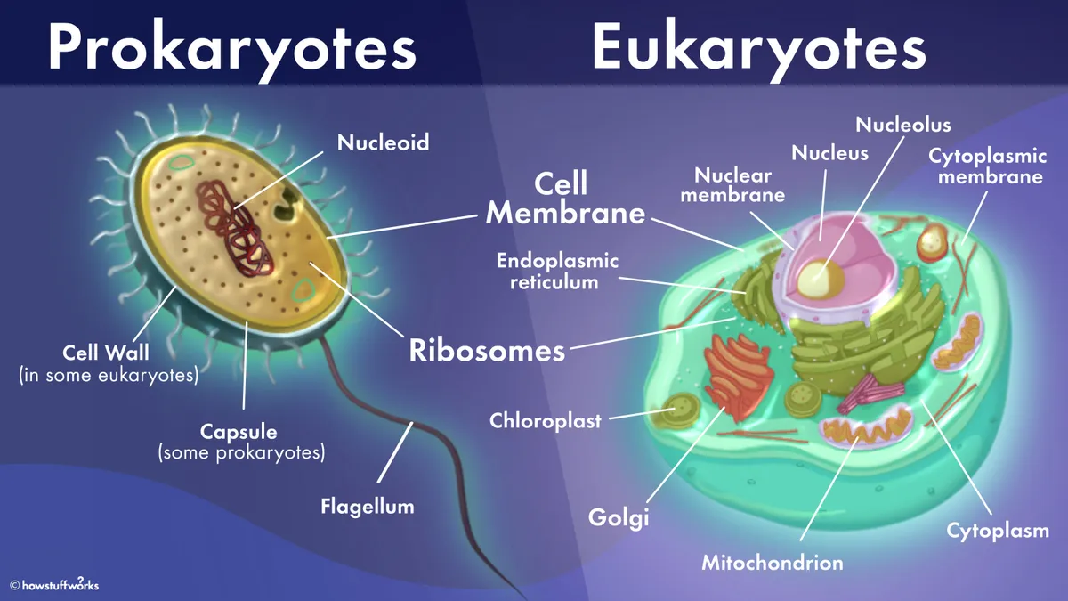 <p>An organism whose cells contain a membrane-bound nucleus that houses DNA as well specialized membrane-bound organelles</p>