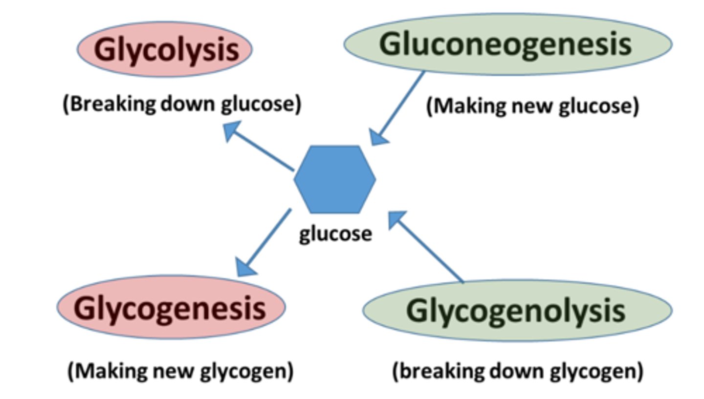<p>d. Glycogenolysis</p>