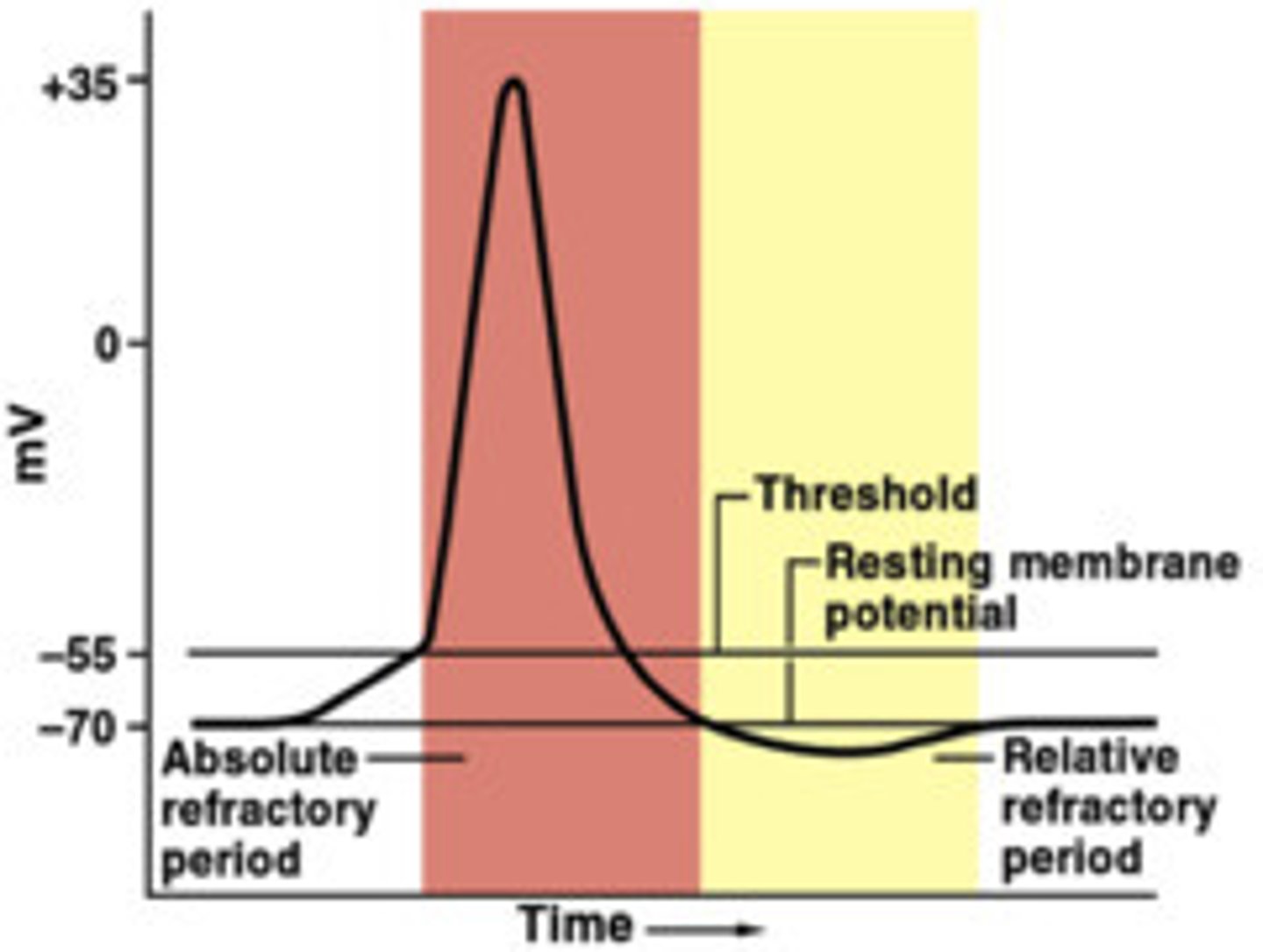 <p>• During an action potential, and for a very brief time afterwards, that part of the nerve fibre cannot be stimulated to respond again= refractory period.</p><p>- Period between threshold being reached (-55mV) and resting membrane potential being restored + stabilised (-70mV)</p><p>- ensures the impulse travels in only one direction, can't fire on top of each other + cannot be prolonged</p>