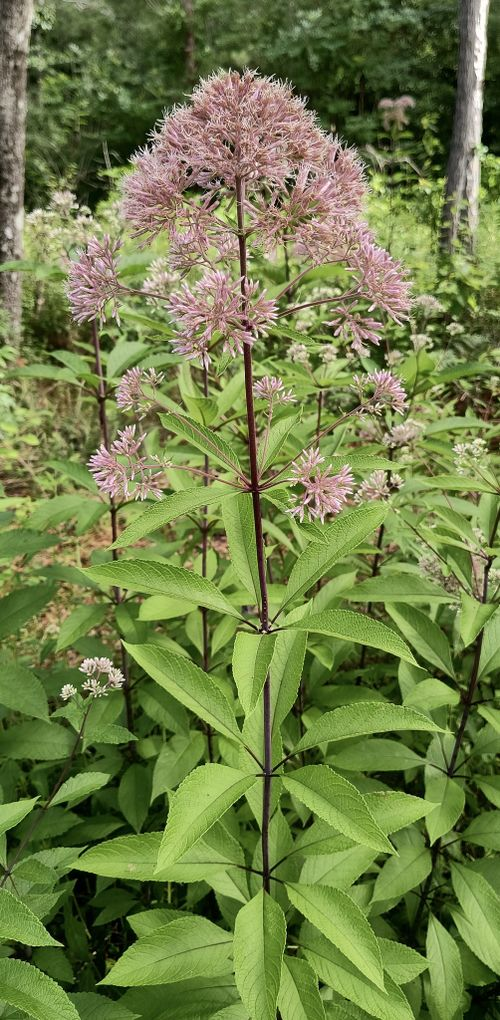 <p>whorled leaves, purplish/pinky flowers, 4-8 disc florets per head. Half-moon shape, stems glabrous, purplish, and glaucous</p>