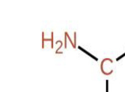 <p>What part of the amino acid is this?</p>