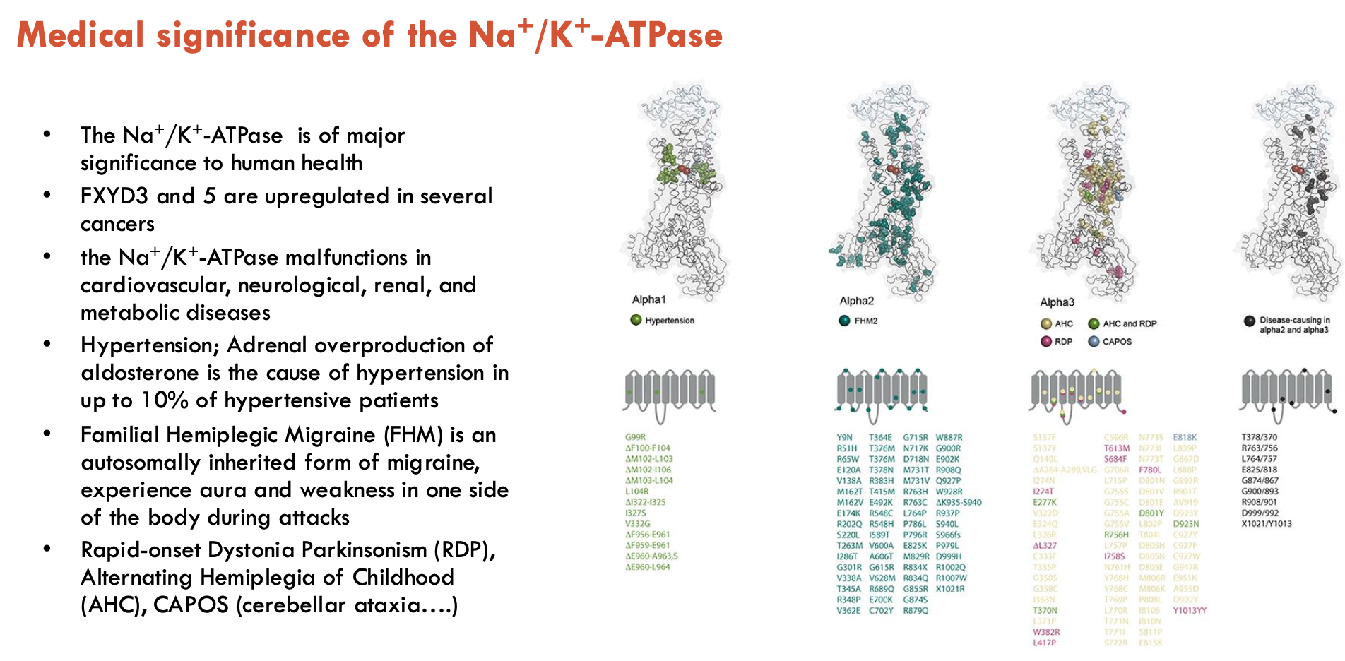 <ul><li><p>FFXYD3 and 5 are upregulated in several cancers (functional effect not clear)</p></li><li><p>Na+/K+-ATPase malfunctions in cardiovascular, neurological, renal, and metabolic diseases</p></li><li><p><strong>Hypertension</strong>; Adrenal overproduction of aldosterone is the cause of hypertension in up to 10% of hypertensive patients</p></li><li><p><strong>Familial Hemiplegic Migraine (FHM)</strong> is an autosomally inherited form of migraine, experiences aura and weakness in one side</p><p>of the body during attacks</p></li><li><p>Rapid-onset Dystonia Parkinsonism (RDP), Alternating Hemiplegia of Childhood (AHC), CAPOS (cerebellar ataxia….)</p></li></ul><p>Overall, a critical protein that affects many other proteins, and any mutation causing dysfunction may have large effects on health due to downstream effects</p>