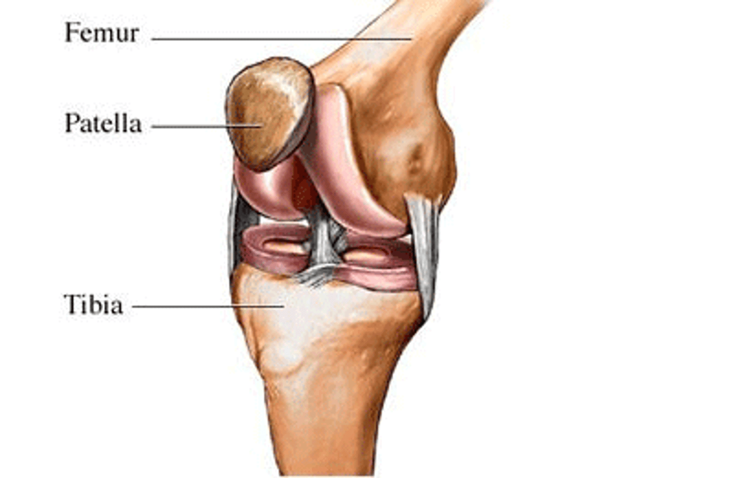 <p>tissue that connects bone to bone</p>