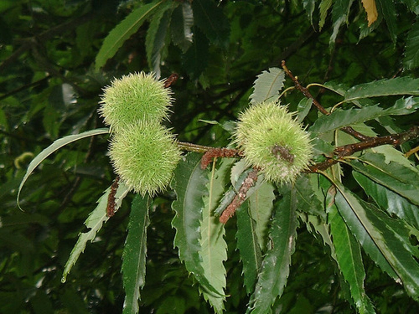 <p>spiky plant; long large-toothed leaves, spiky nut husks, alternate</p>