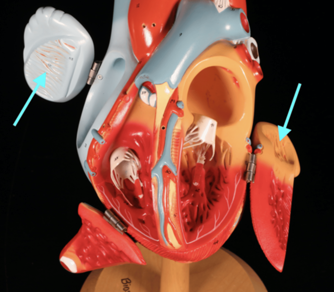 knowt flashcard image