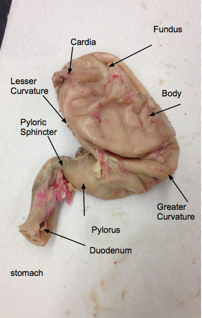 <p>The initial segment of the small intestine that receives partially digested food from the stomach. It plays a crucial role in the breakdown of food through the action of digestive enzymes.</p>