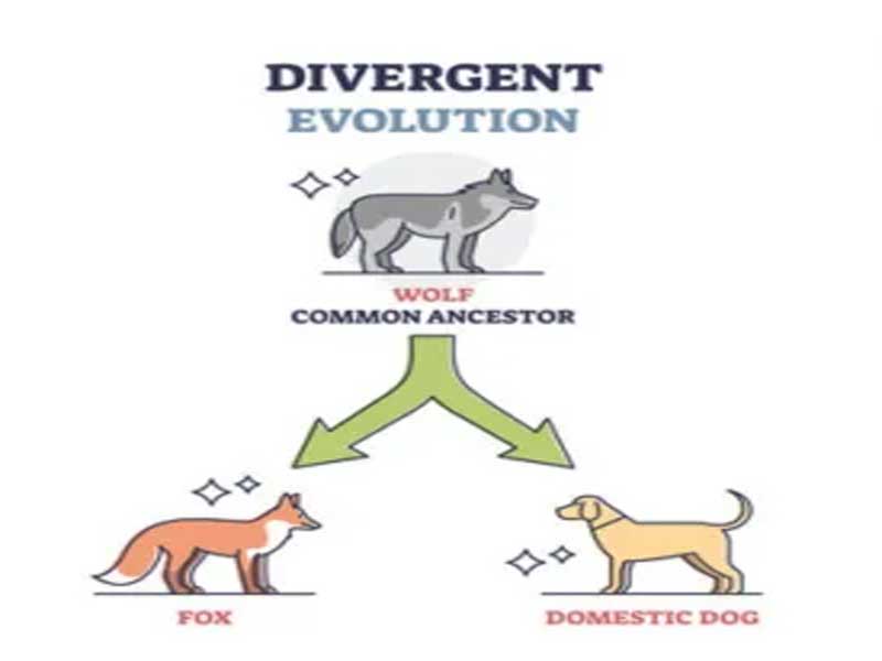 <p>2 or more species arise from a common ancestor</p><p>Can be a result of geographic isolation, driven by particulars of the location</p><ul><li><p>ex: fox and dogs</p></li><li><p>ex: Darwin's finches</p><p></p></li></ul><p></p>