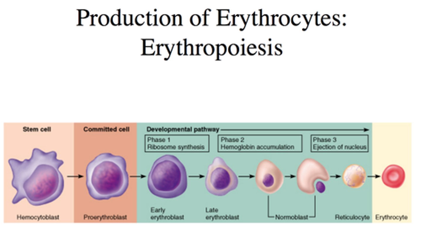 <p>production of red blood cells</p>