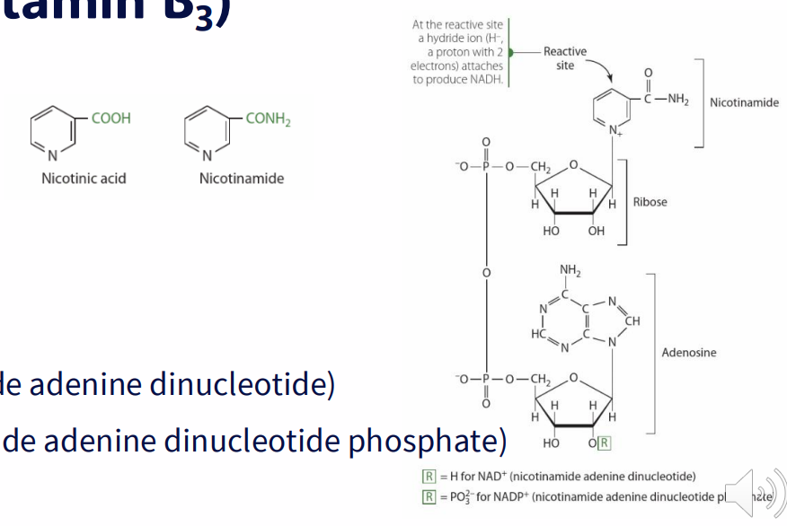 <p>2 FORMS (VITAMERS):</p><p>- Nicotinic acid</p><p>- nicotinamide</p><p>COENZYMES ARE:</p><p>- NAD+ (nicotinamide adenine dinucleotide)</p><p>- NADP+ (nicotinamide adenine dinucleotide phosphate)</p>