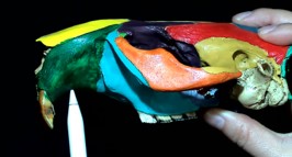 <p>Gap in teeth that curves a lil</p>
