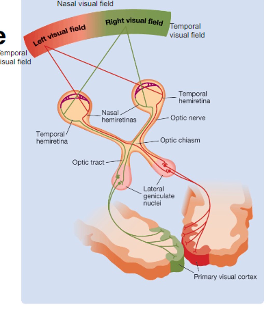 <p>ipsilateral and contralateral projections</p>