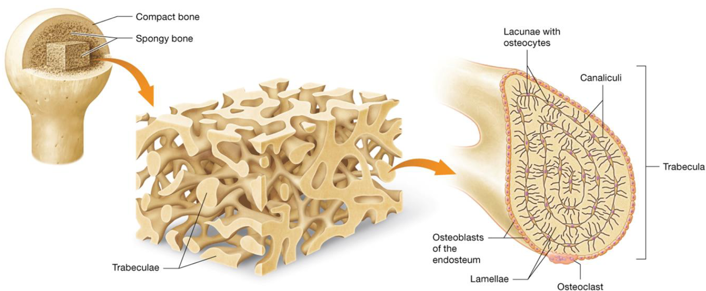 <ul><li><p>Resists forces from multiple directions</p></li><li><p>Made of <strong>trabeculae</strong>: projections of bone making “web”</p><ul><li><p>Made of <strong>lamellae</strong> with osteocytes localized to lacunae that communicate through canaliculi</p></li></ul></li><li><p>No osteons</p></li></ul><p></p>