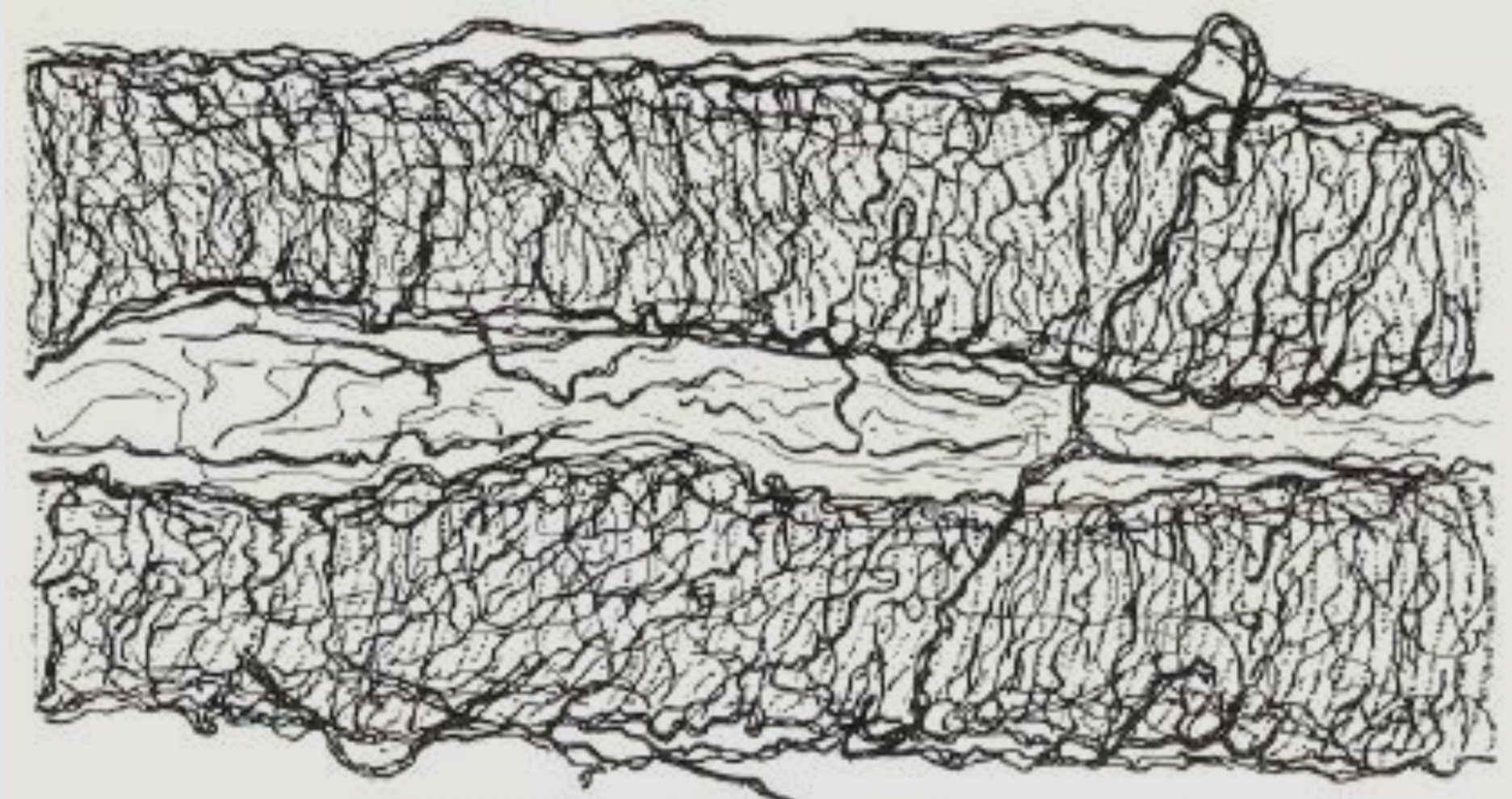 <p>L’endomysium est un fin tissu conjonctif de soutien riche en fibres de réticuline : il contient des fibres et des terminaisons nerveuses et est le lieu de la vascularisation terminale. Il peut être mis en évidence via une imprégnation argentique </p>
