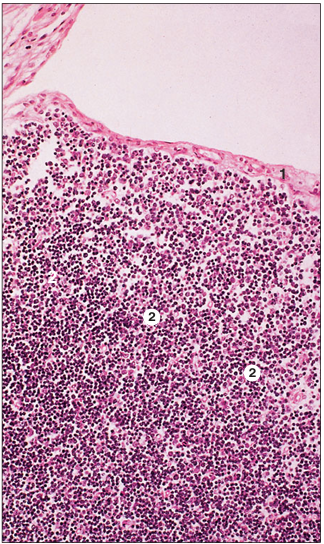 <p>name of histologic slide:</p><p>Specie:</p><p>Parts</p><p>1.__ 2.__ </p><p>Stain used:</p>