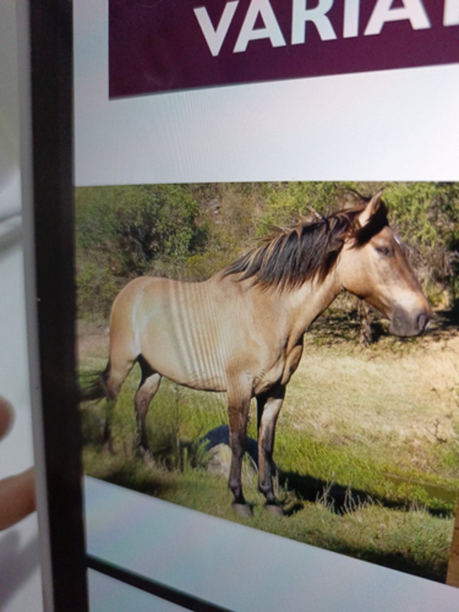 <p>bay dun or zebra dun; common type; tan or</p><p>goldy body with black mane, tail and markings</p><p>¡ Underlying bay color with dun gene</p>