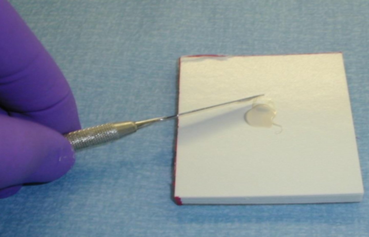 <p>cement spatula</p>