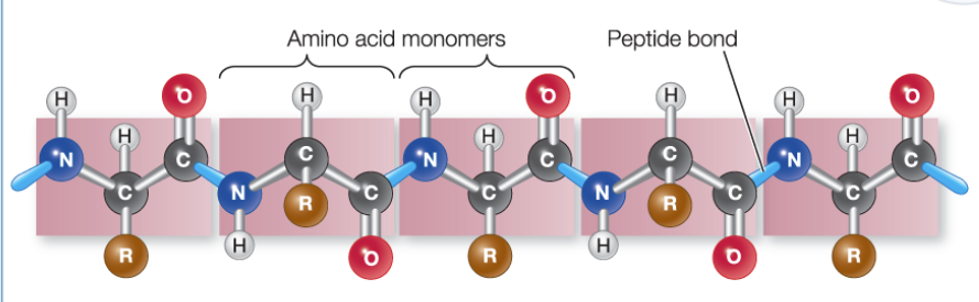 <p>the sequence of amino acids; amino acids monomers are joined, forming polypeptide chains </p>