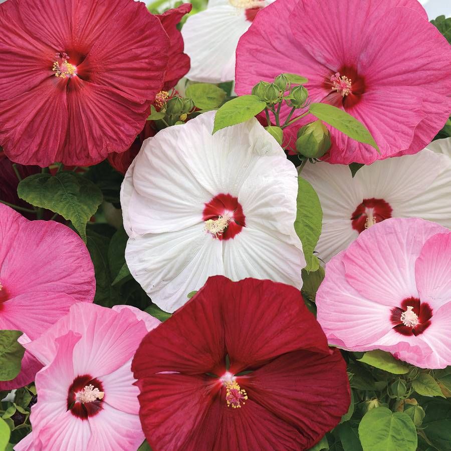 Rose Mallow; Common Mallow; Marsh Mallow