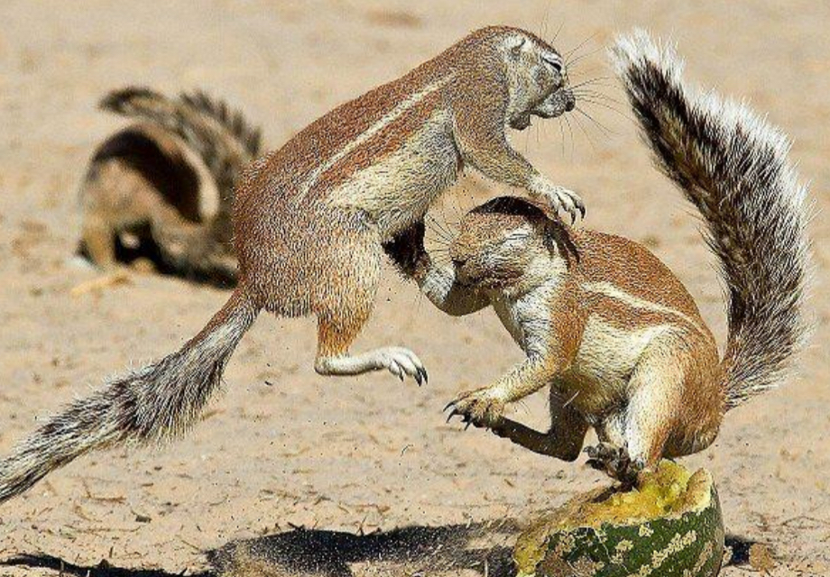 <p>Interference competition</p>